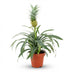 Ananaspflanze 'Mi Amigo' - Exotische Deko-Pflanze (Ø 12 cm, 35-40 cm) Bild 1