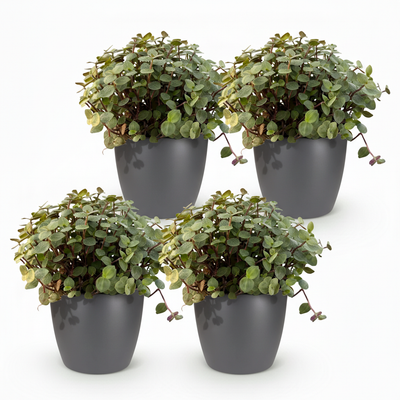 Calissia repens Katzengras, Haustierfreundlich, 4 Pflanzen im Topf