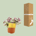 Tradescantia Sweetness 10,5cm - Ø10,5cm - ↕10cm Bild 5