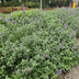 6x Catmint 'Walker's Low' Perennial ↕10-25cm Ø9cm Bild 8