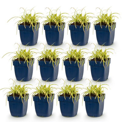 Green boutiQ - Grasses - Carex oshimensis Evergold - Japanese Sedge - Evergreen - Yellow-Green - 12 Plants - 11cm Pot - 15-25cm Height