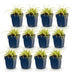 Green boutiQ - Grasses - Carex oshimensis Evergold - Japanese Sedge - Evergreen - Yellow-Green - 12 Plants - 11cm Pot - 15-25cm Height Bild 2