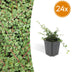 24x Cotoneaster 'Queen of Carpets' Bodendecker, 10-25cm, Ø9cm Bild 1