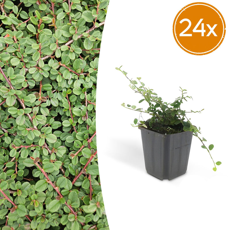 24x Cotoneaster 'Queen of Carpets' Bodendecker, 10-25cm, Ø9cm
