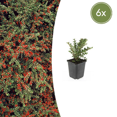 6x Cotoneaster horizontalis - ↕10-25cm - Ø9cm