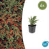 6x Cotoneaster horizontalis - ↕10-25cm - Ø9cm Bild 1