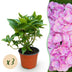 Green boutiQ - Garden Plant - Hydrangea macrophylla Pink - Hydrangea - Hardy - Pink - 3 Plants - Pot 12cm - Height 20-30cm Bild 1