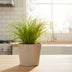 Cyperus Zumula 12cm: Easy-Care Houseplant in a Candy Kat Pot Bild 2