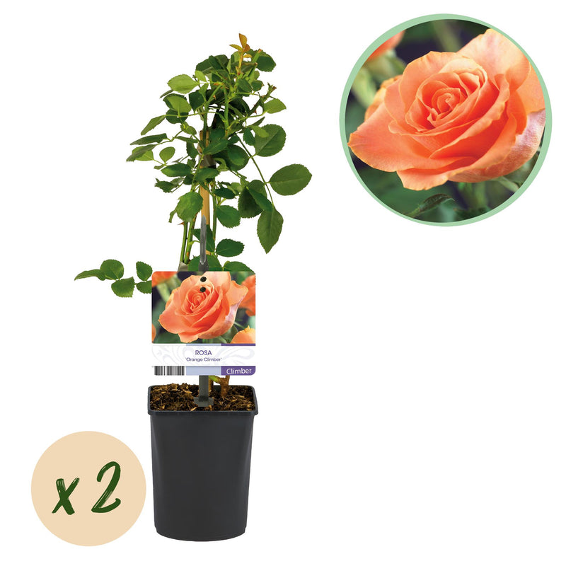 GreenboutiQ Kletterrose 'Rosa Orange Climber' - 2 Pflanzen