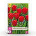 GreenboutiQ - Blumenzwiebeln - Tulp Triumph Red - Bulbs Hardy Perennial - Farbe Rot - 15 Stück - Zwiebelgröße 11/12 - XXL Pack Bild 1