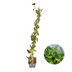 Hedera Hibernica Efeu, gestäbt, 80-100 cm Bild 1