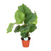 Calathea Orbifolia Ø17cm - ↕60cm - Silver Leaf Patterns Bild 1