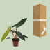 Philodendron Billietiae - Topf Ø12cm, Höhe ca. 25cm Bild 4