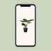 Alocasia Wentii Elefantenohr - Ø19cm - ↕70cm Bild 5