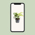 Calathea Orbifolia im 12cm Topf, 25cm hoch Bild 4
