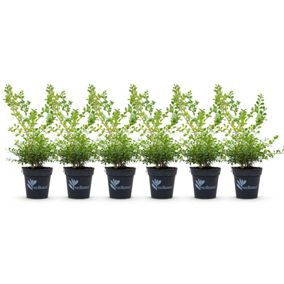 GreenboutiQ Buxus Hecke 'Babylon Beauty' - 6 Pflanzen für 1m