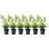 GreenboutiQ Boxwood Hedge 'Babylon Beauty' - 6 plants for 1m Bild 2