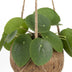 Kokodama Pilea Peperomioides - Chinesischer Geldbaum Ø15cm Bild 3