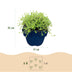 Green boutiQ - Perennials - Thymus praecox Albiflorus - White Creeping Thyme - Fragrant - White - 6 Plants - Pot 11cm - Height 15-25cm Bild 3