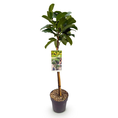GreenboutiQ Prunus laurocerasus Etna Stamm Pflanze 90cm