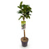 GreenboutiQ Prunus laurocerasus Etna Stamm Pflanze 90cm Bild 2