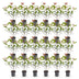 Green boutiQ - 24x Photinia fraseri Carre Rouge - Glanzmispel - Heckenpflanzen - Immergrün - Rot - Topf 9cm - Höhe 25-35cm Bild 3