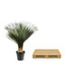 Yucca Rostrata, 130-150 cm, Ø50: Exotische Eleganz für Ihr Zuhause Bild 4