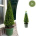 Ilex Pyramid 55 cm high | Evergreen Potted Plant Bild 1