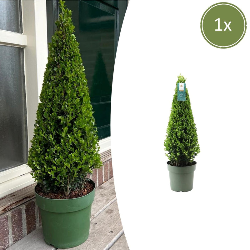 Dracaena surculosa
