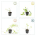 Vinca major 'Alba' im 6er-Pack: Immergrün mit weißen Blüten, 10-25cm Bild 3