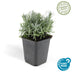 6x Lavendel 'Hidcote' (10-25cm) im 9cm Topf Bild 2