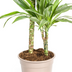 Dracaena Deremensis White Stripe Topf Ø19cm, 70-90cm hoch Bild 5
