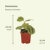 Maranta Fascinator (Prayer Plant) - 2 pieces, Ø12cm Bild 2