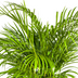 Areca Palm (Dypsis Areca Lutescens) Ø24cm, 120-140cm Bild 3