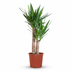 Yucca Elephantipes Spineless Yucca Houseplant - 80-90 cm - Pot 21 cm Bild 1