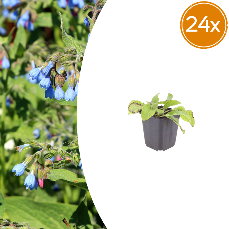 24x Comfrey 'Wisley Blue' - 10-25cm - Ø9cm