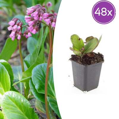 48x Bergenia cordifolia 'Herbstblüte'  - ↕10-25cm - Ø9cm