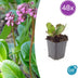 48x Bergenia cordifolia 'Herbstblüte'  - ↕10-25cm - Ø9cm Bild 6