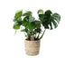 Monstera in a palm leaf basket, 21cm pot, 60cm height Bild 1