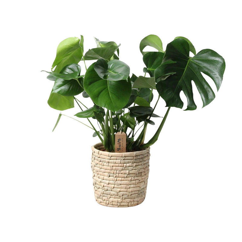 Monstera in a palm leaf basket, 21cm pot, 60cm height
