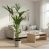 Kentia Palm Howea Forsteriana 160cm, Pot Ø 24cm Bild 3