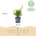 GreenboutiQ Boxwood 'Babylon Beauty' - 14 plants for a 2m hedge Bild 3