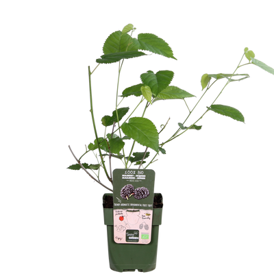 Schwarze Maulbeere 'Morus nigra' - Bio, Ø13cm, ↕45cm