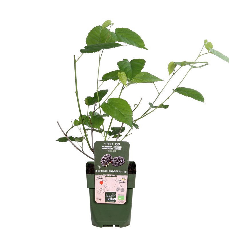 Black Mulberry 'Morus nigra' - Organic, Ø13cm, ↕45cm