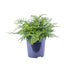 Asplenium Parvati Farn - Ø21cm - ↕40cm Bild 1