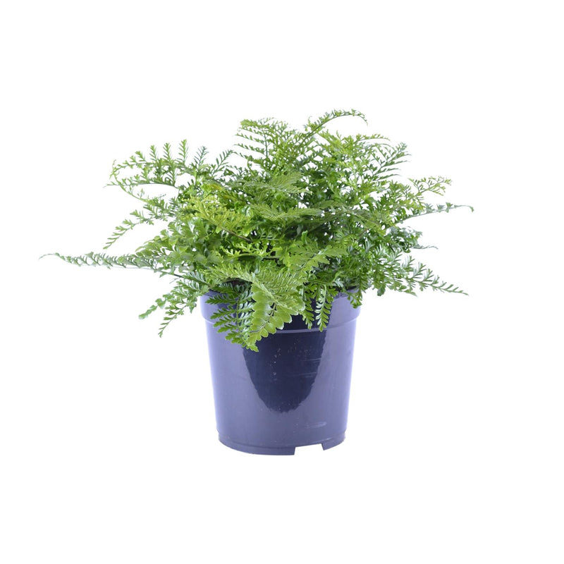 Asplenium Parvati Farn - Ø21cm - ↕40cm