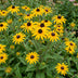 Green boutiQ - Staude - Rudbeckia fulg. Goldsturm - Gelbe Sonnenhut - Bienen- und Schmetterlingsanwerfer - Gelb - 24 Pflanzen - Topf 11cm - Höhe 15-25cm Bild 5