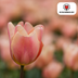 Tulpenbollen Apricot Foxx – 20 Stuks | KH Bloembollen® | Zalmroze Tulp – Elegant & Grootbloemig – Voor Tuin of Pot – Maat 11/12 – Vers van de Teler Bild 4