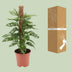 Monstera Monkey - Ø17cm Topf - ca. 60cm hoch Bild 4