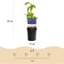 Clematis Mrs. N. Thompson – climbing plant, 2 plants, easy to care for Bild 3